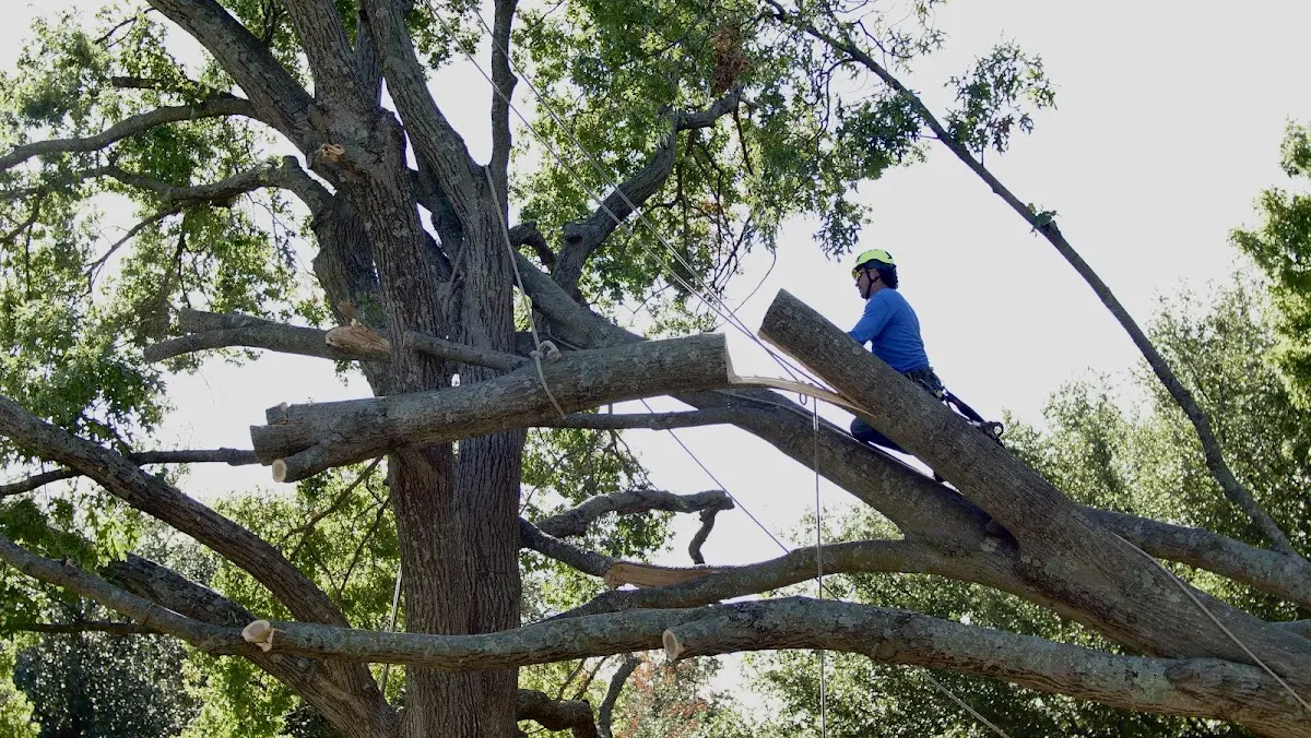 Professional Hazardous Tree Removal performed by certified arborists in Emmet